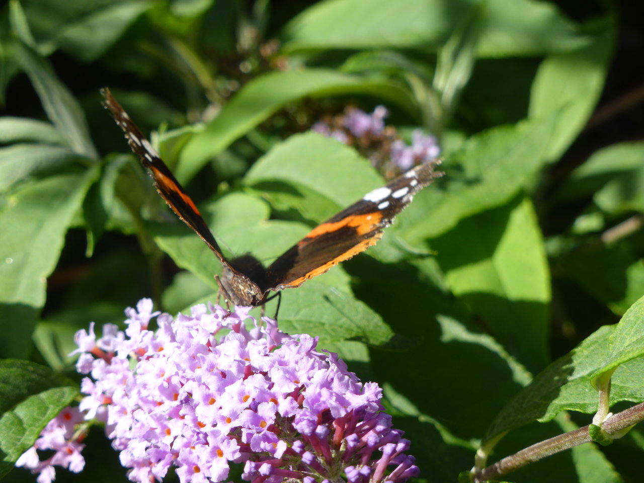 female red admiral