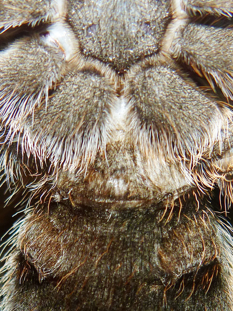 Female rose-hair tarantula?