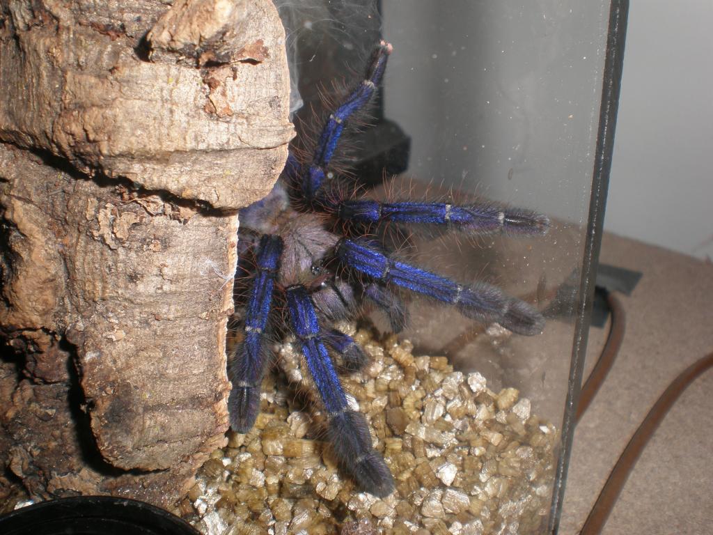 female singapore blue