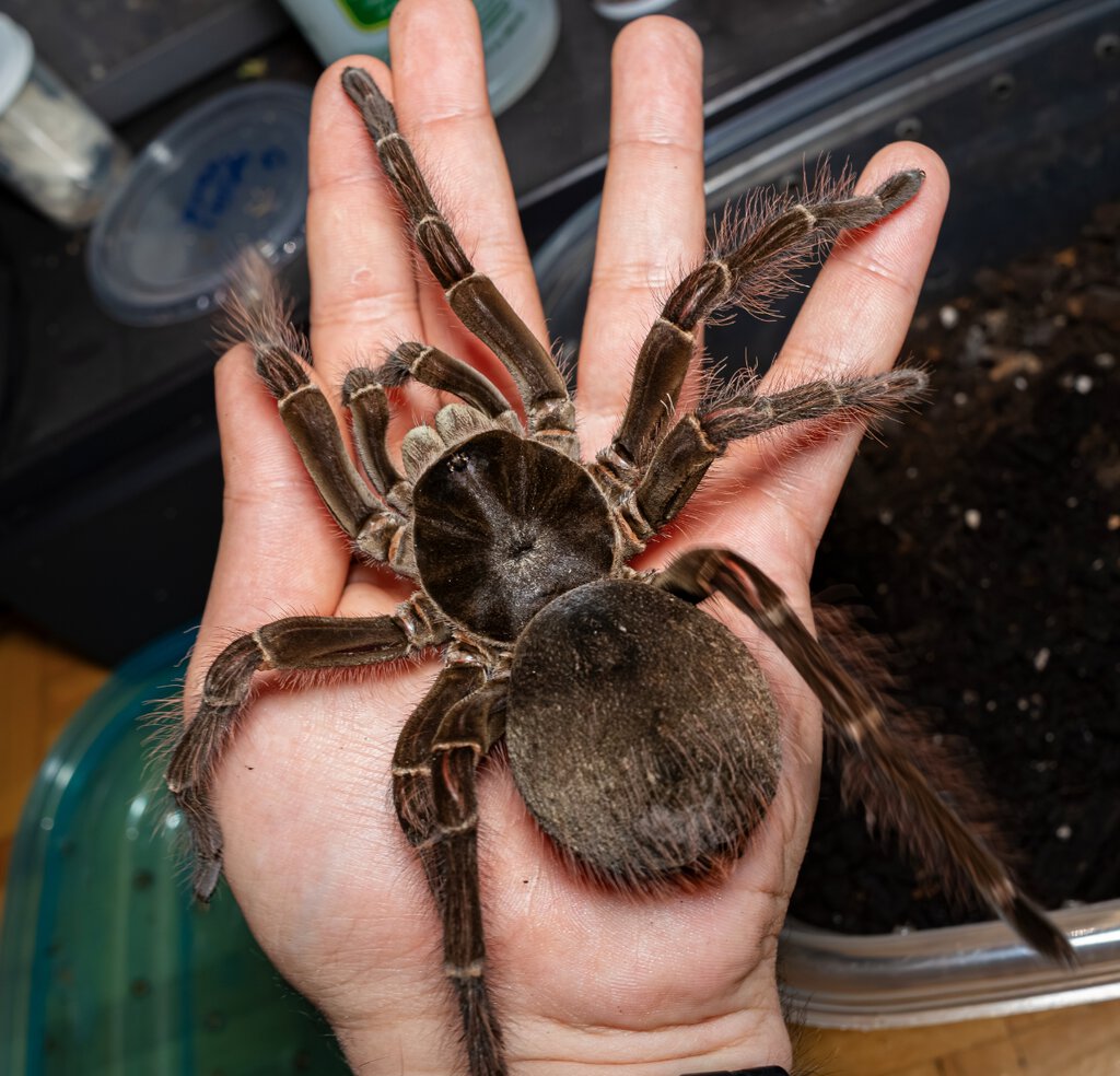 Female T. blondi - 2 to 2.5 years