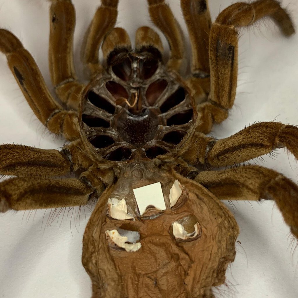 Female T stirmi