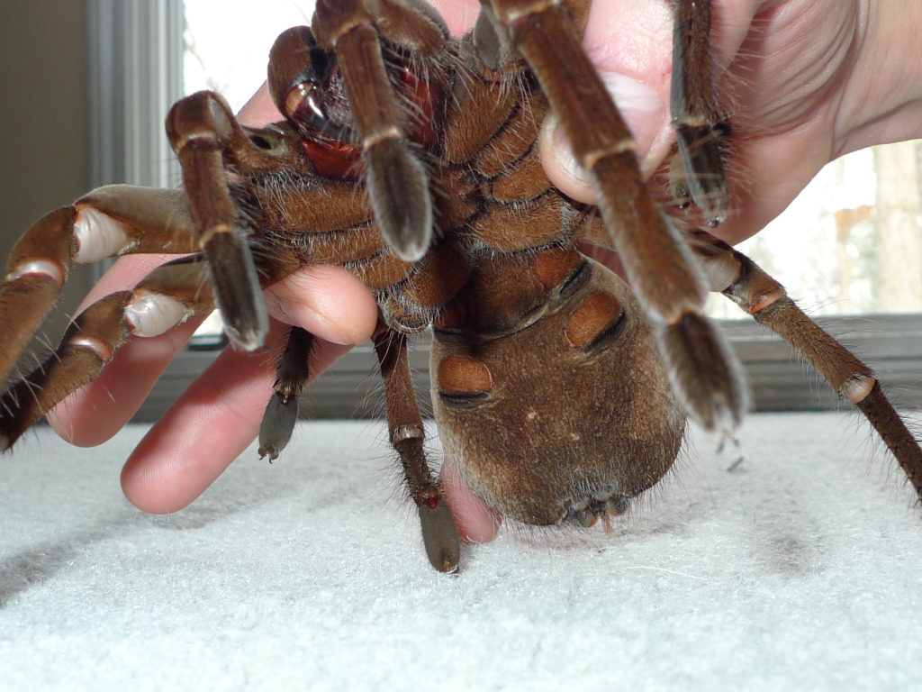 Female Theraphosa