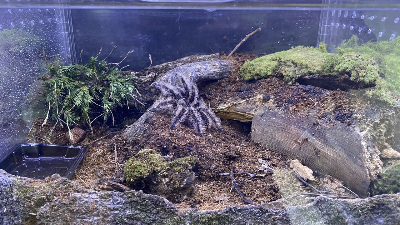 Female Tliltocatl albopilosus enclosure