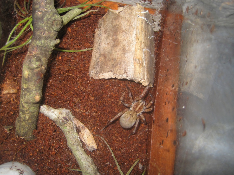 Female Wolf Spider (lycosidae Hogna)