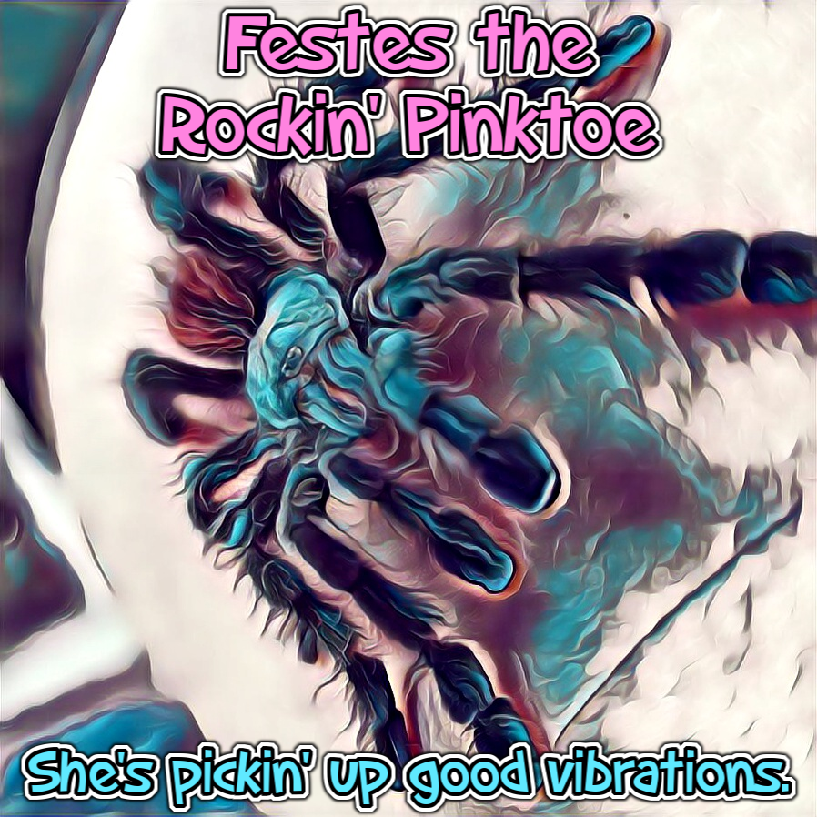 Festes the Rockin' Pinktoe