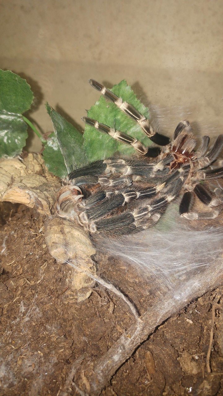 Final molt for this guy..