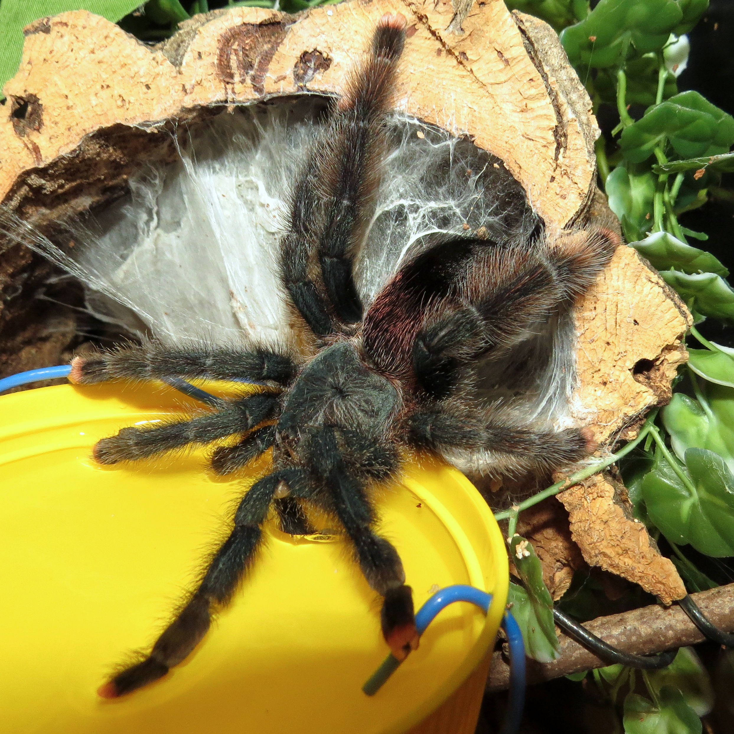 Finally! (♀ Avicularia avicularia 5")