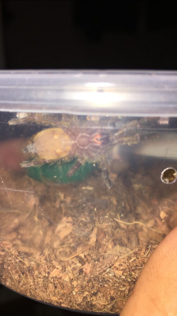 finally came out little obt sling.