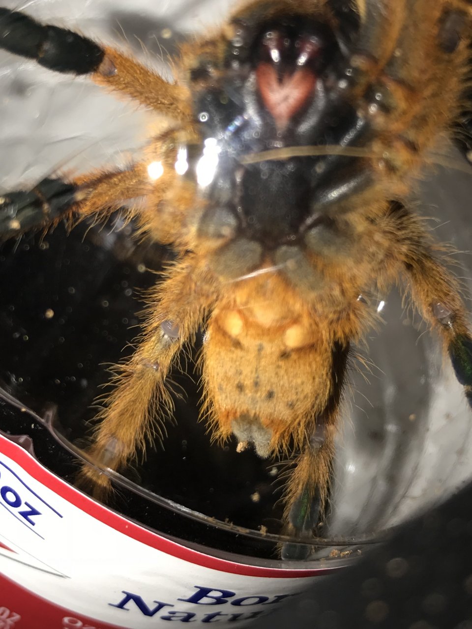 Finally got a look at my OBT.