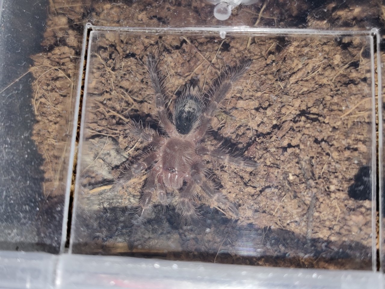 Finally out - G. pulchripes