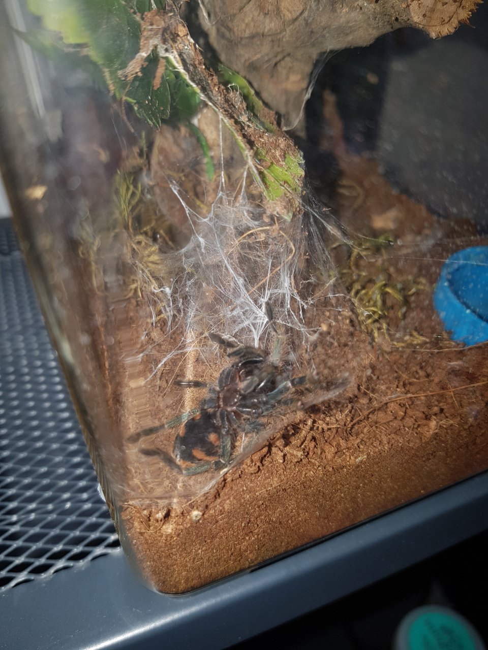 Finally..? Will she molt ? (Chromatopelma cyaneopubescens)