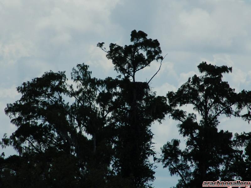 Find the Bald Eagles nest