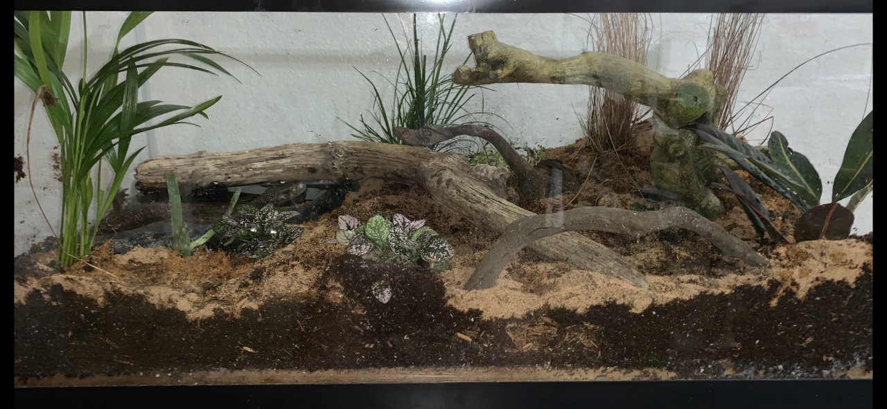 Finished enclosure for the rescue savanna monitor