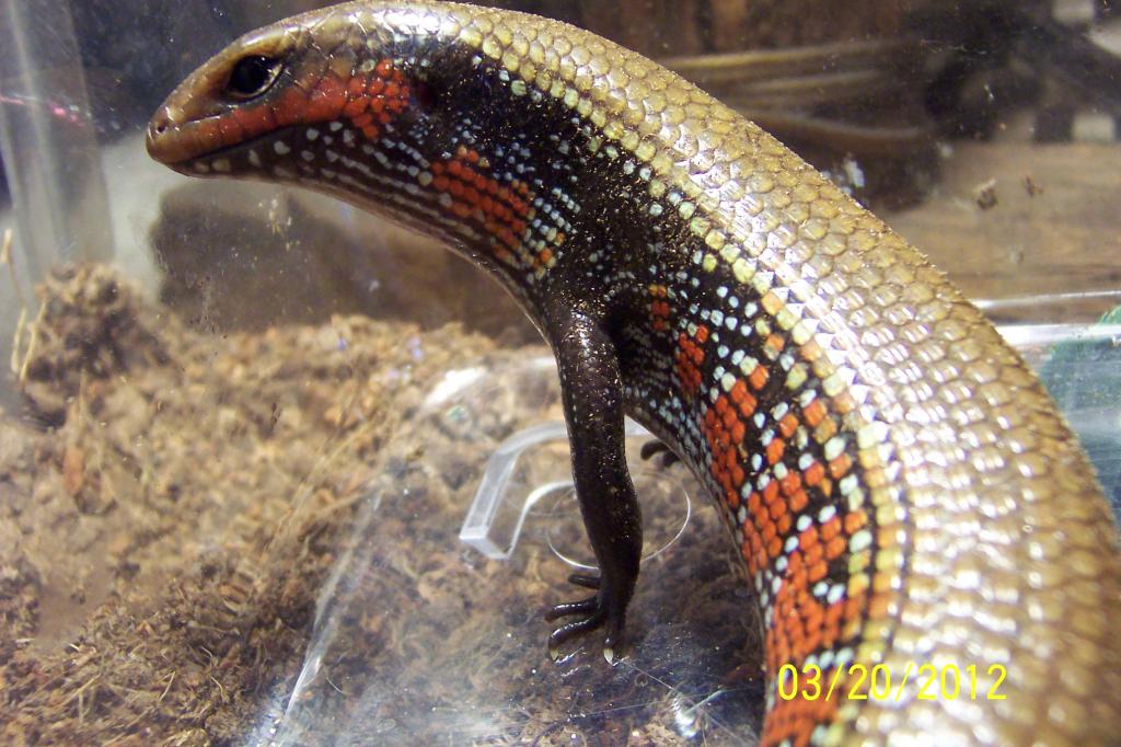 fire skink 11