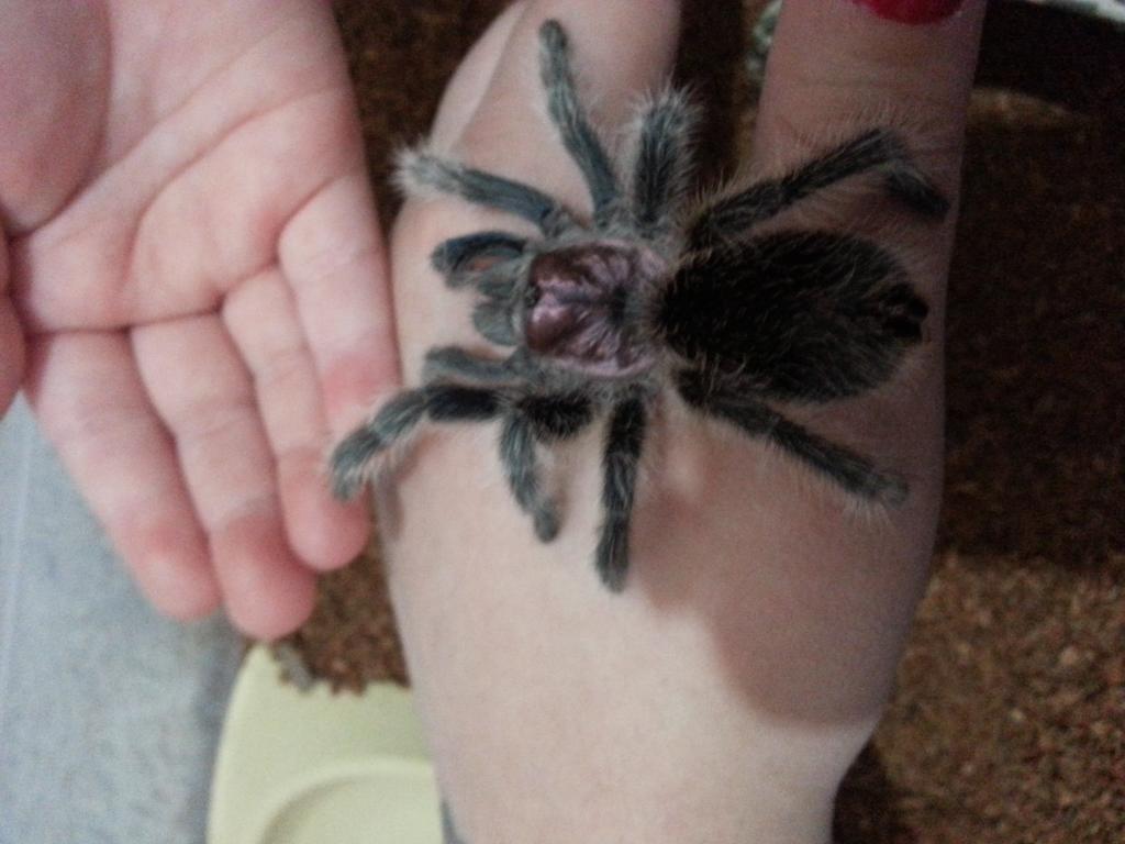 First day with our grammostola rosea (Rosetta)