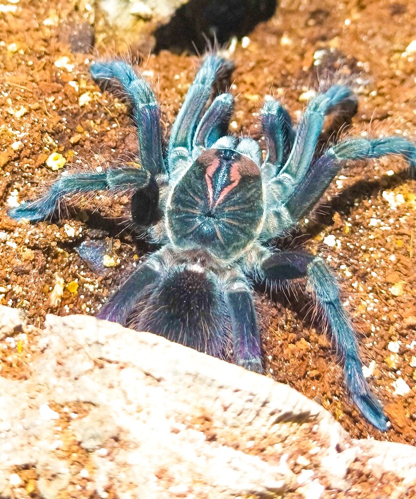 First feed post molt, finally decided to show himself!