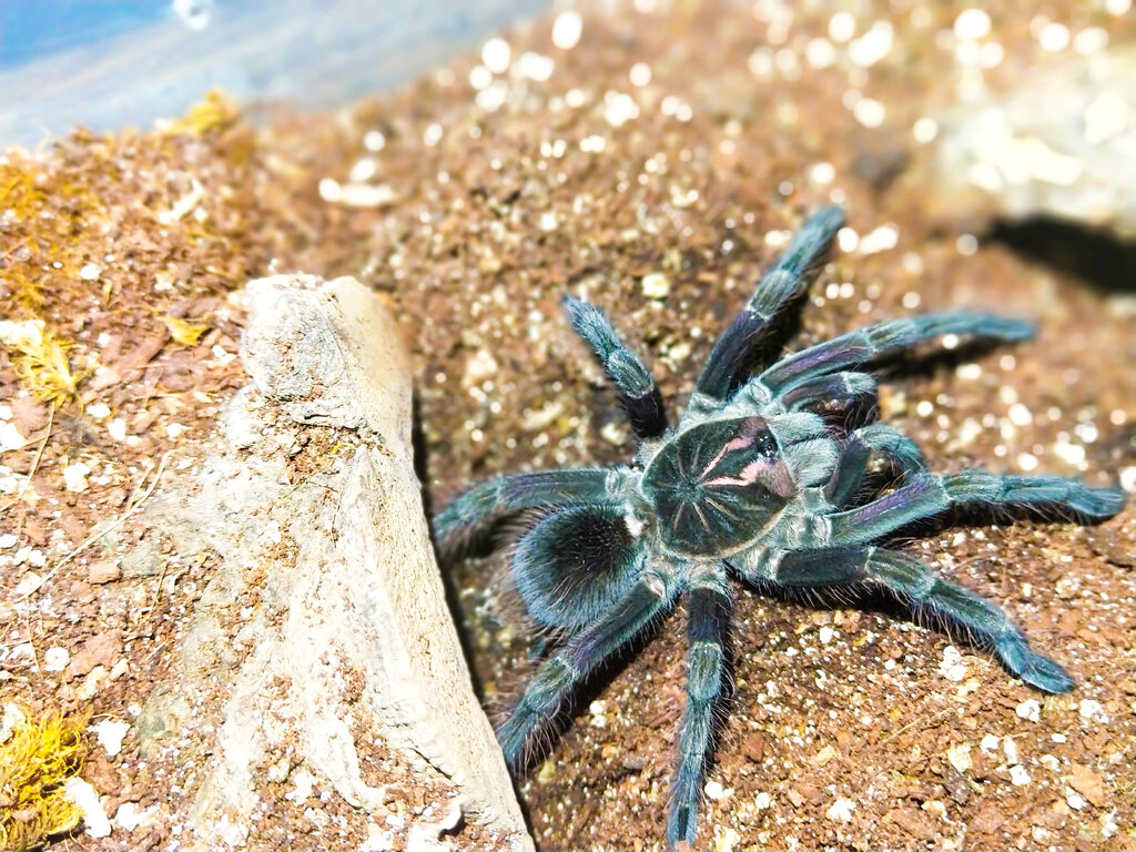 First feed post molt, finally decided to show himself!