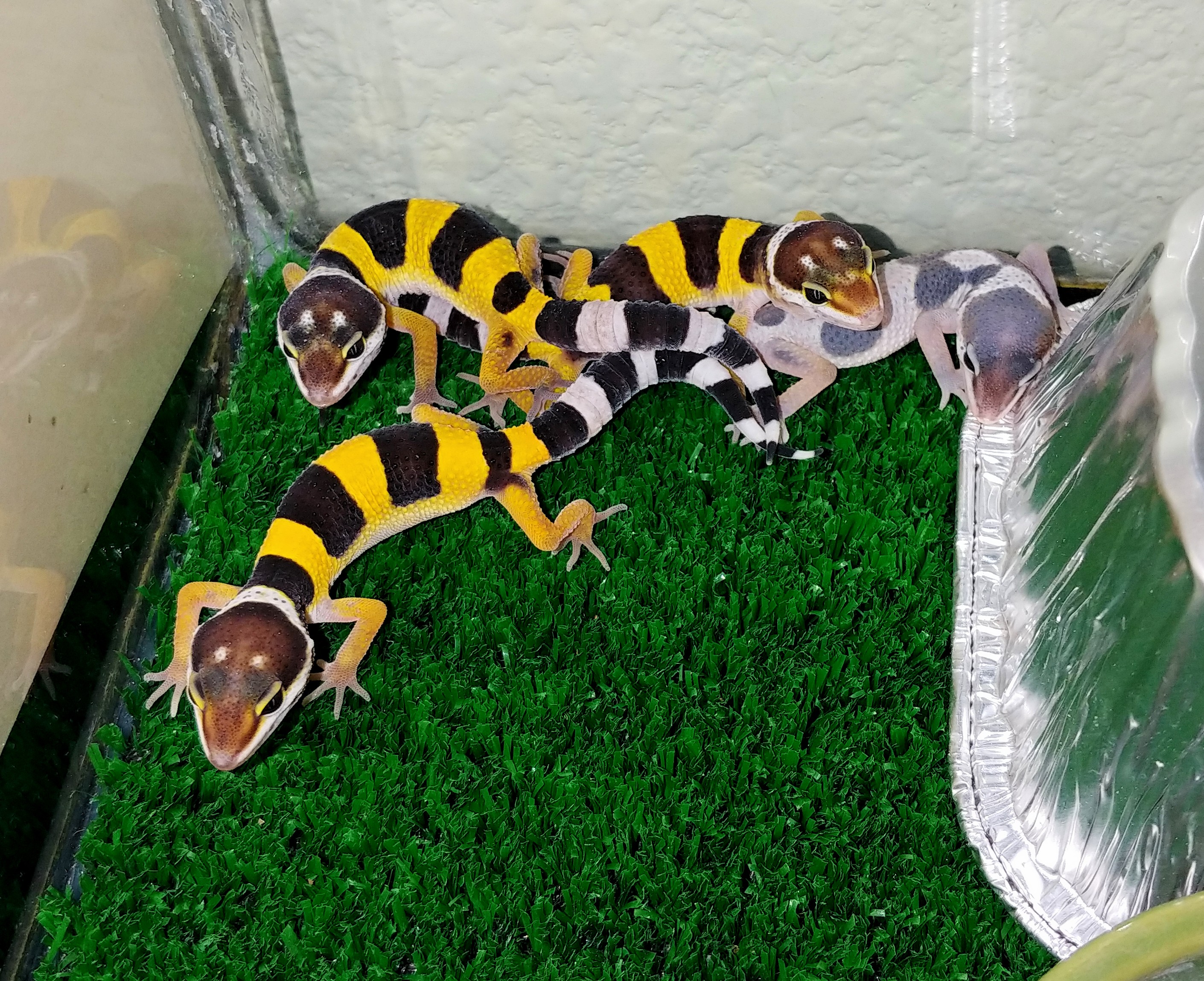 First hatchlings of the season
