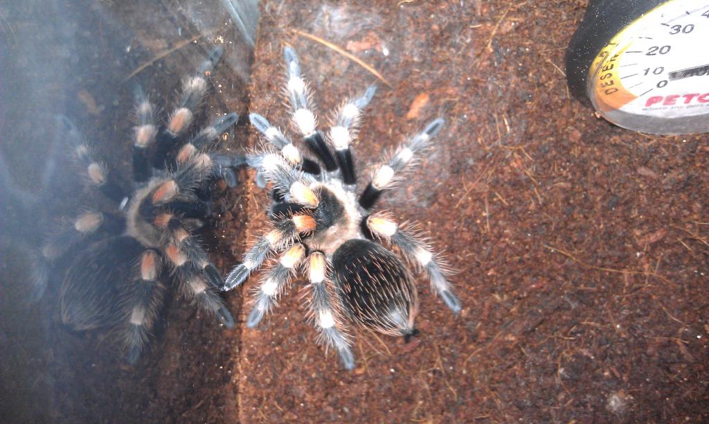 First molt at home