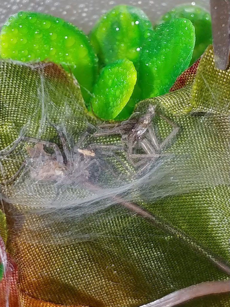 First Molt