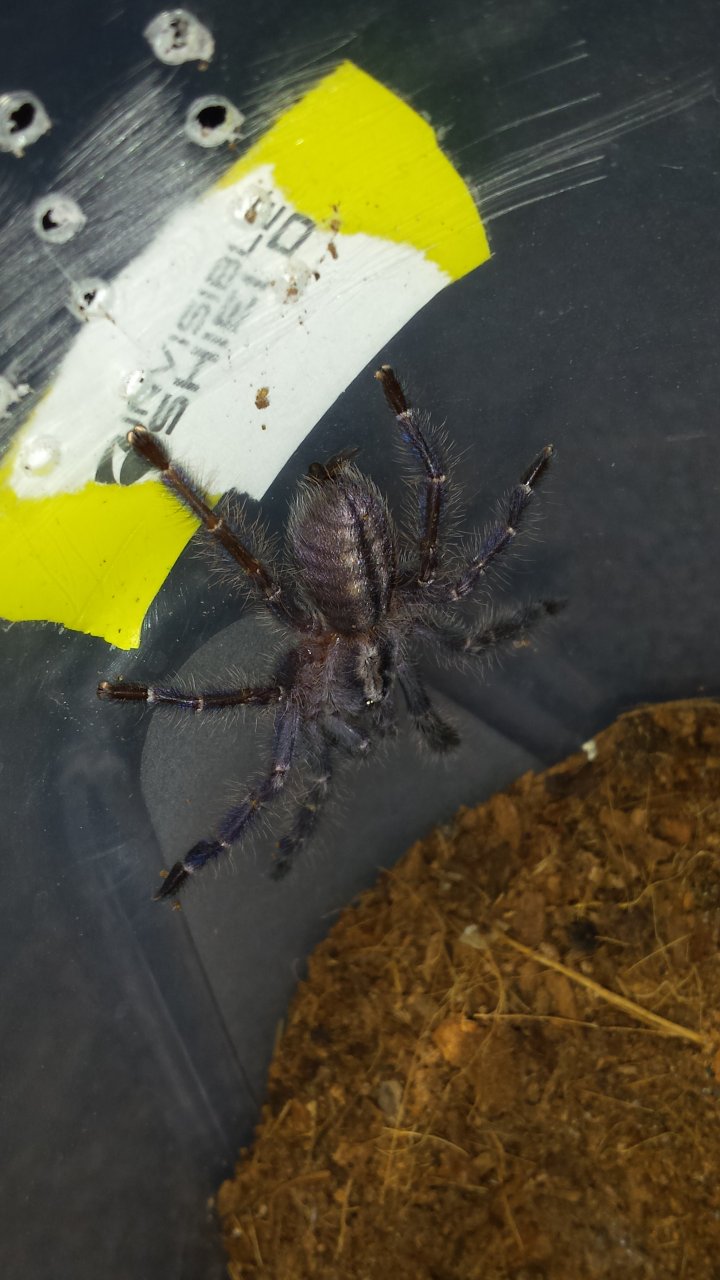 First post molt sighting.