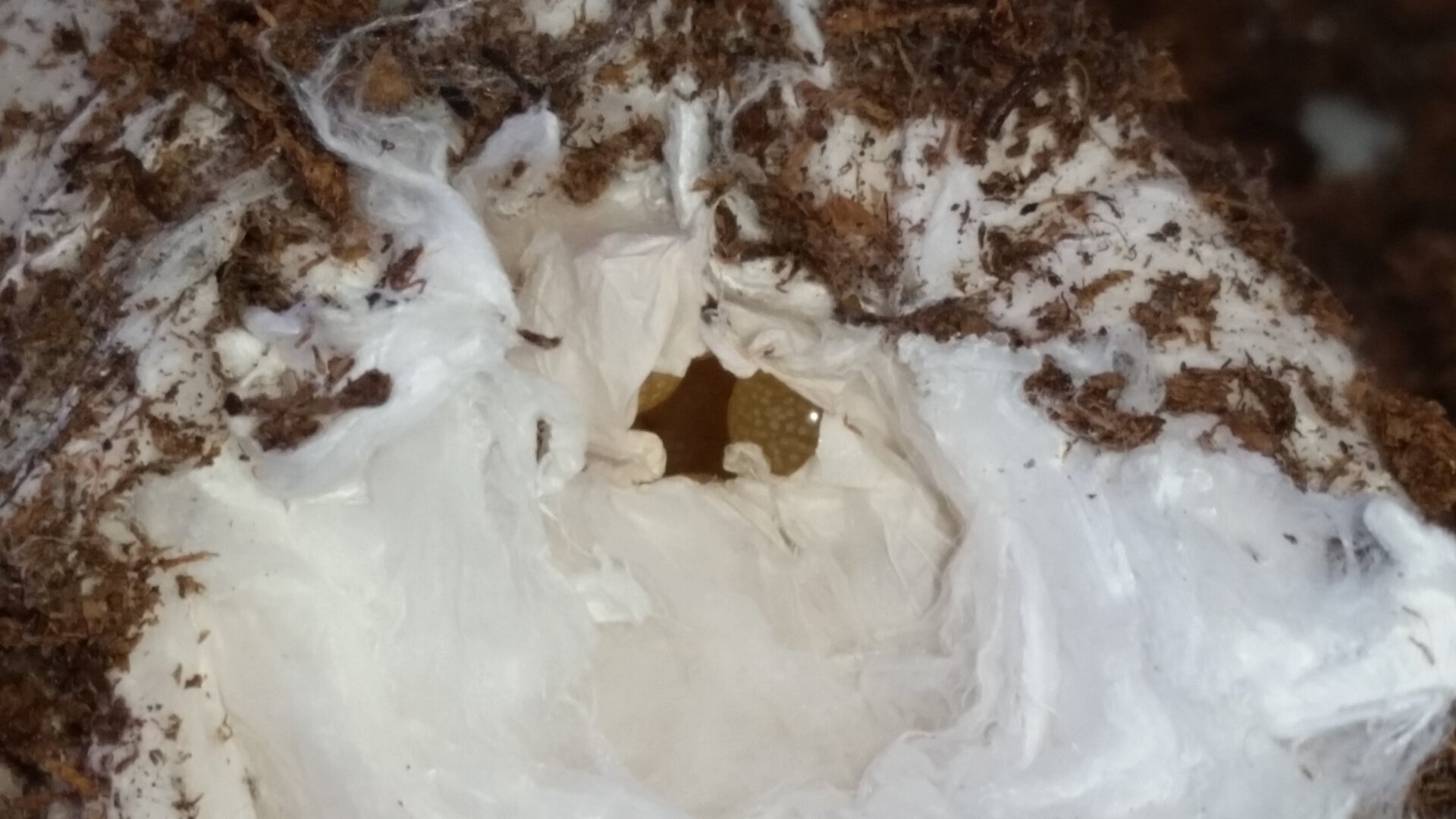 First T eggsac!