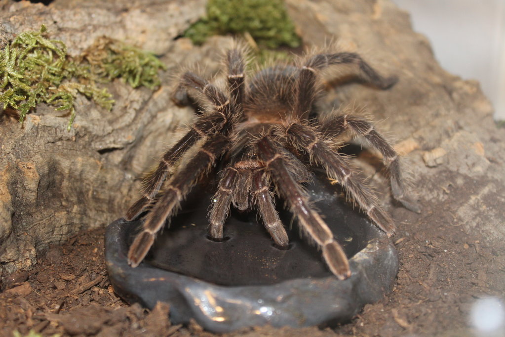 Fishing for attention with pictures of drinking tarantulas...