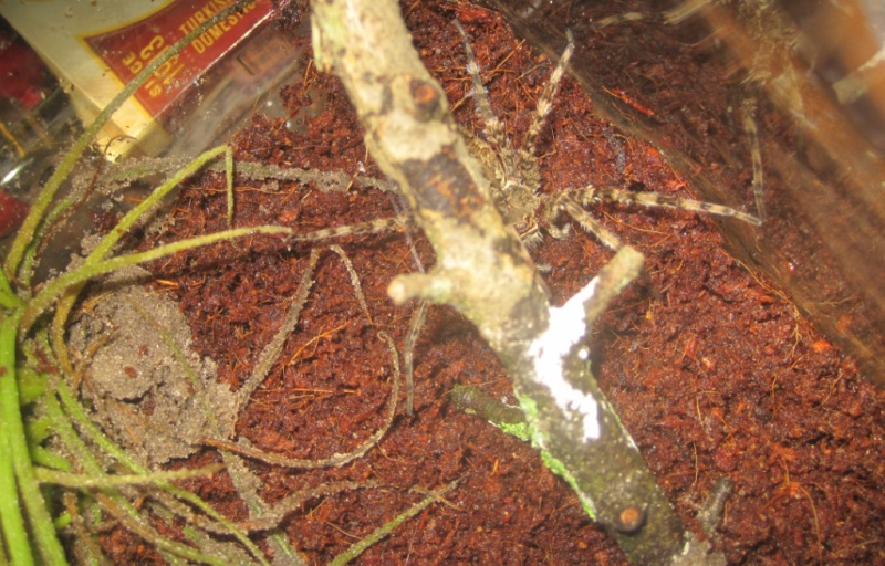 Fishing Spider (dolomedes Okefinokensis)
