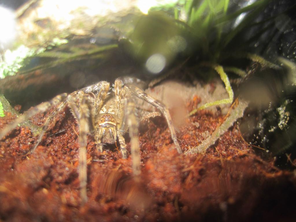 Fishing Spider (dolomedes Okefinokensis)