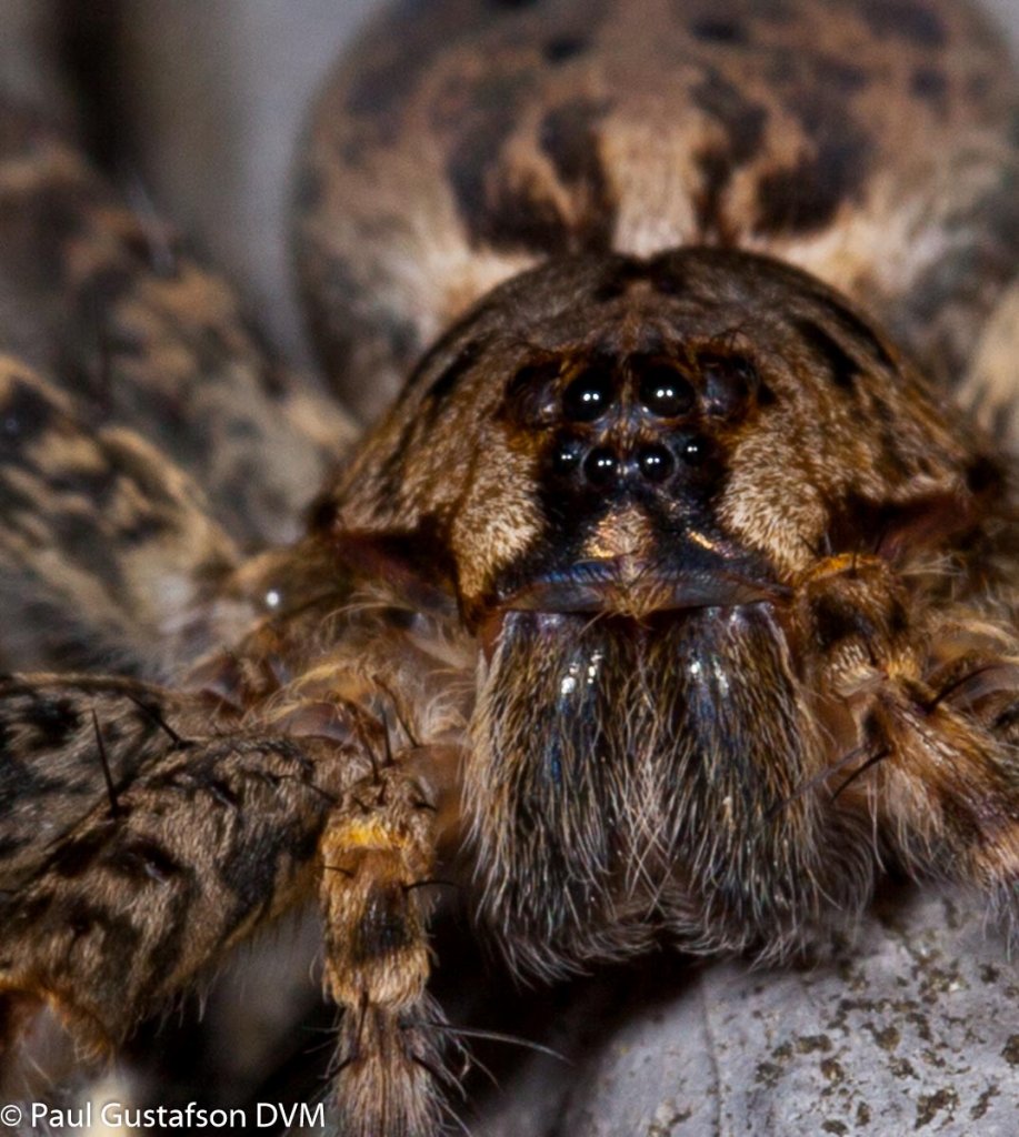 Fishing Spider (Dolomedes tenebrosus) | Arachnoboards