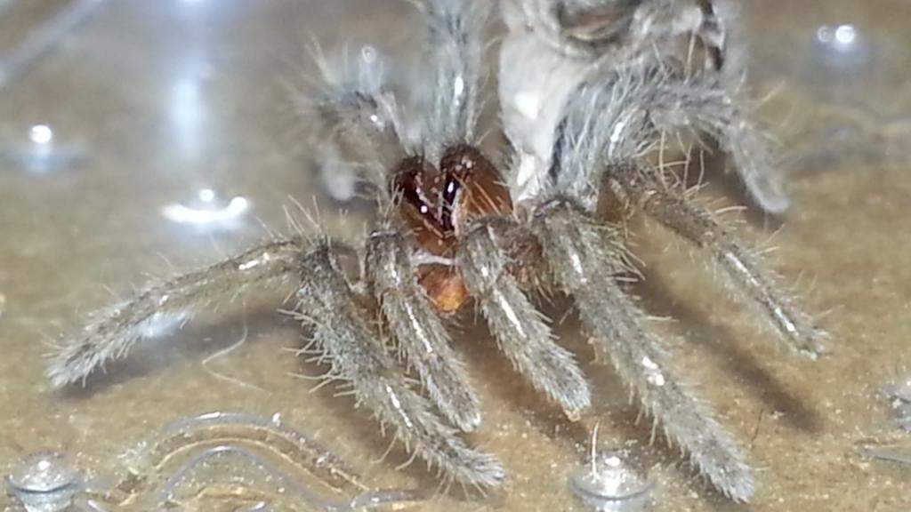 Fizgig (B. albo) freshly molted