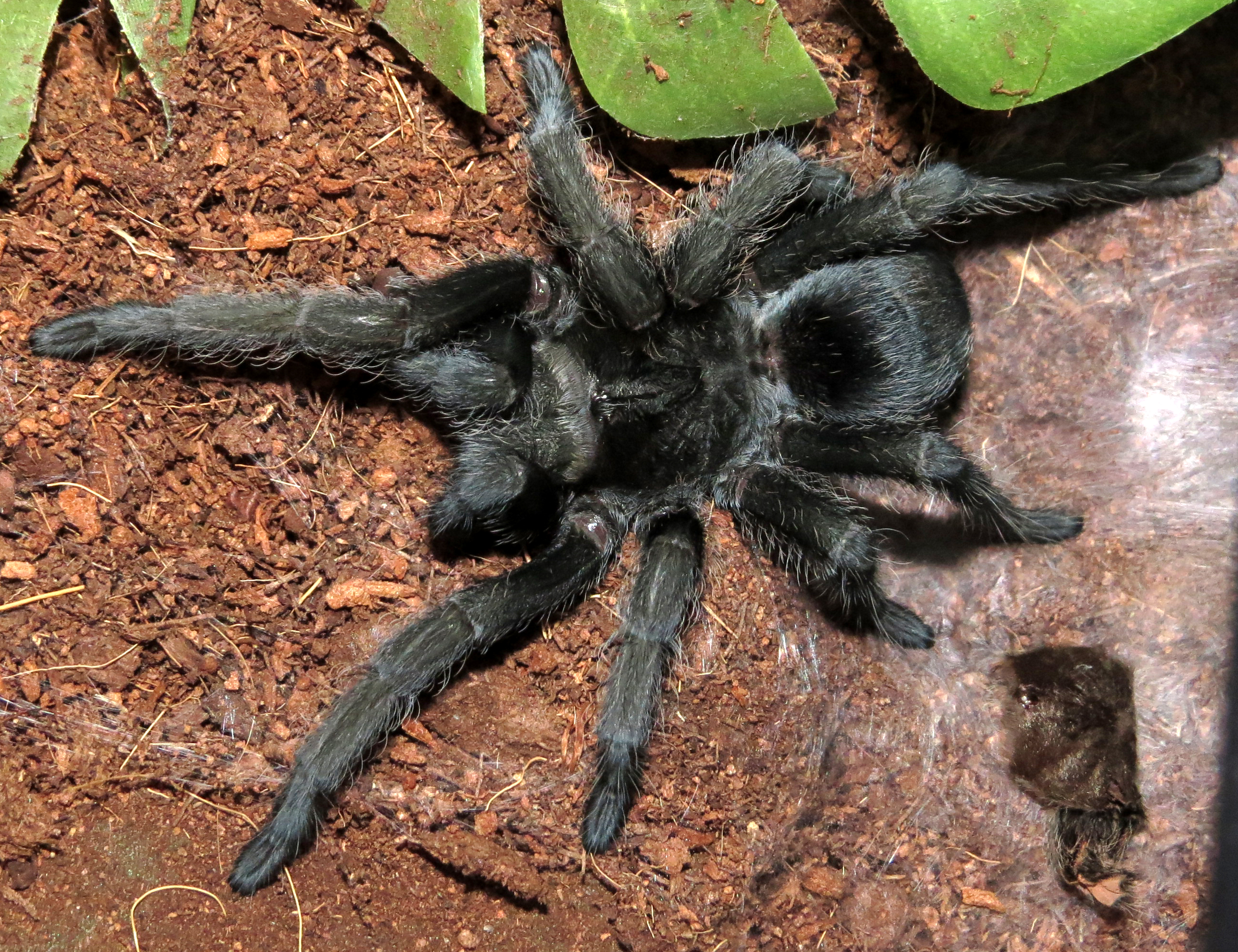 Flash and the Mask (♀ Grammostola pulchra 3.5")