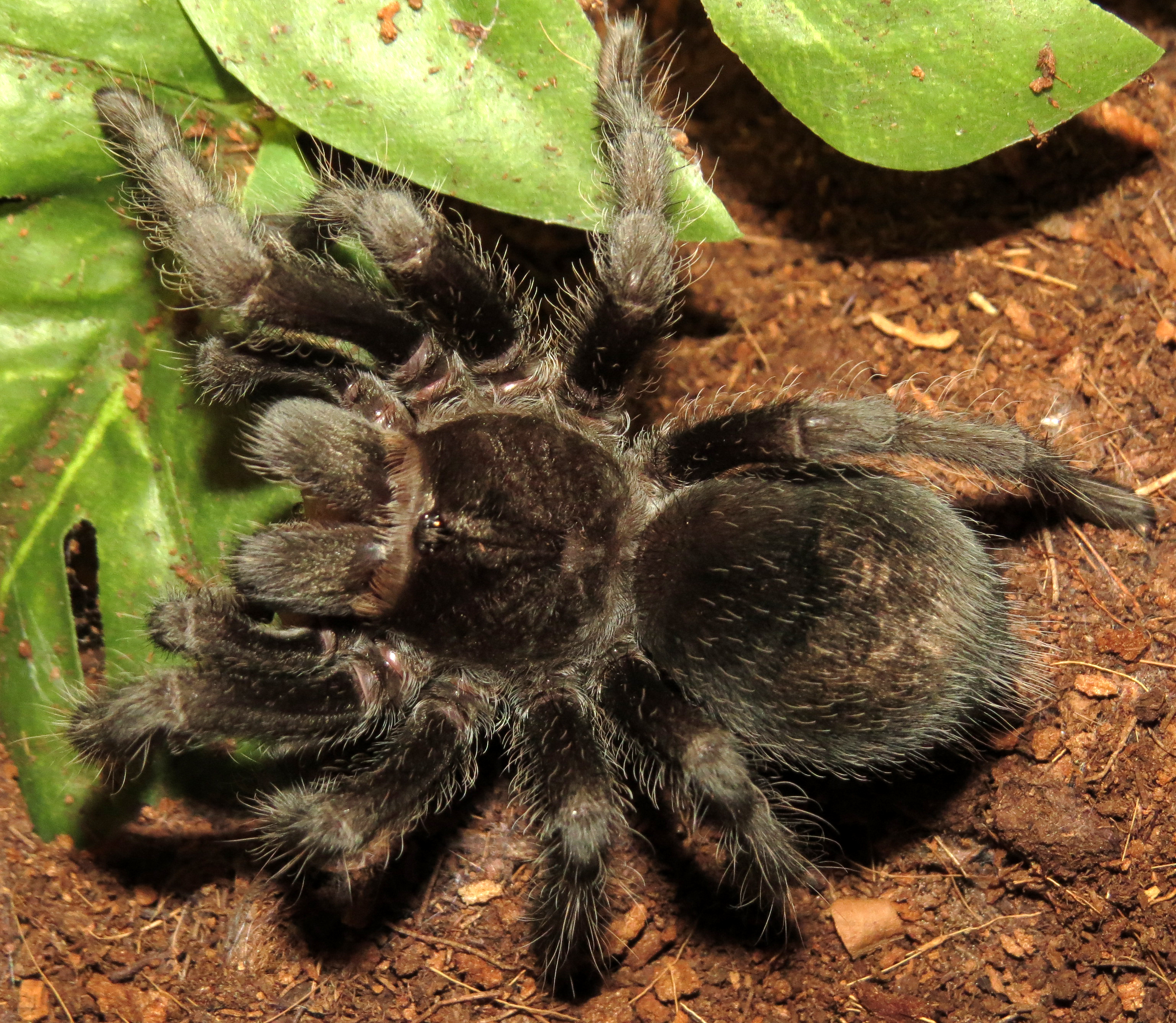 Flash Feeding (♀ Grammostola pulchra 3")