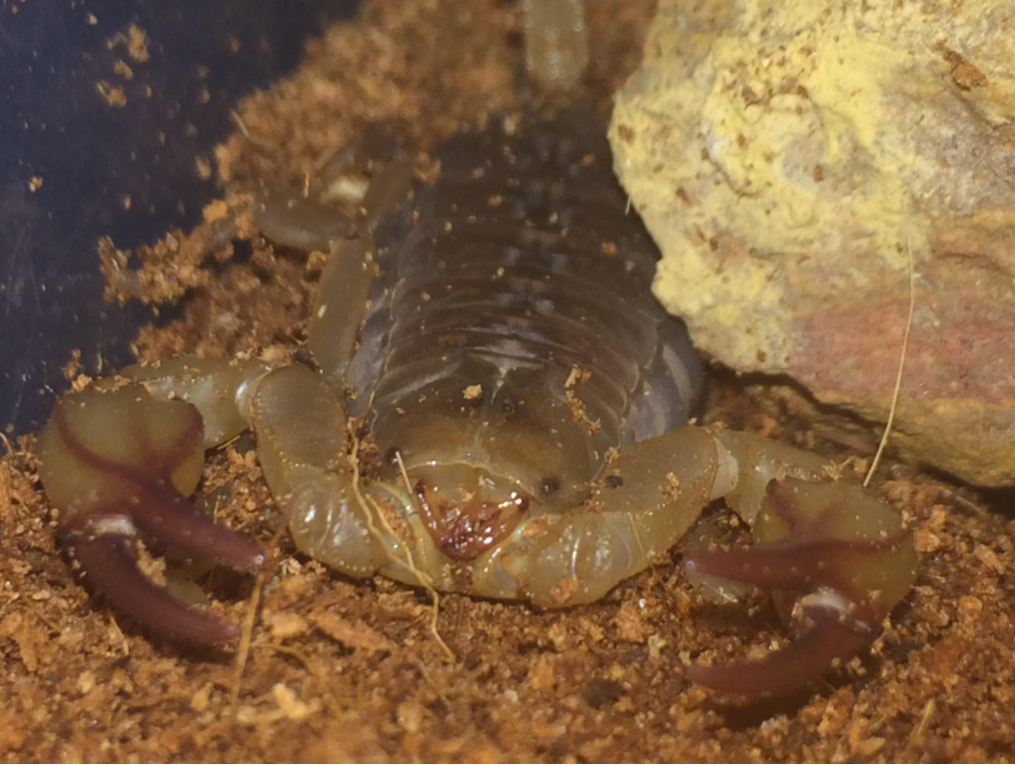 flinders ranges scorpion