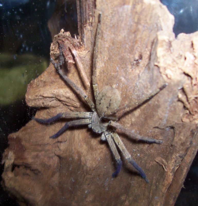 Florida Huntsman, H. venatoria