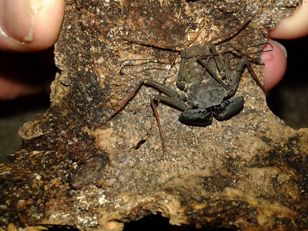 Florida Spotted Tailless Whip Scorpion