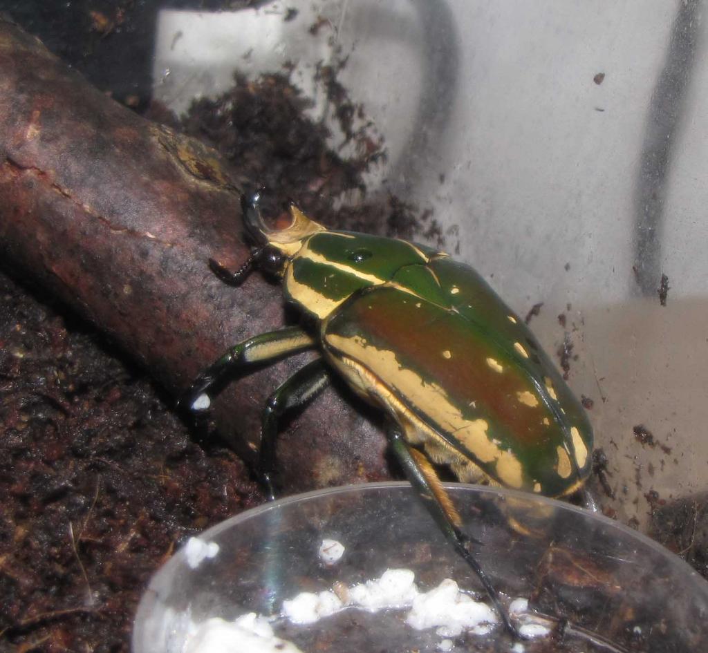 Flower Beetle