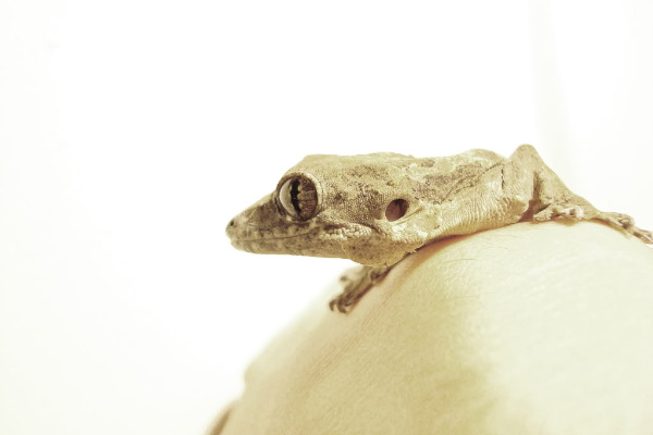 Flying Gecko