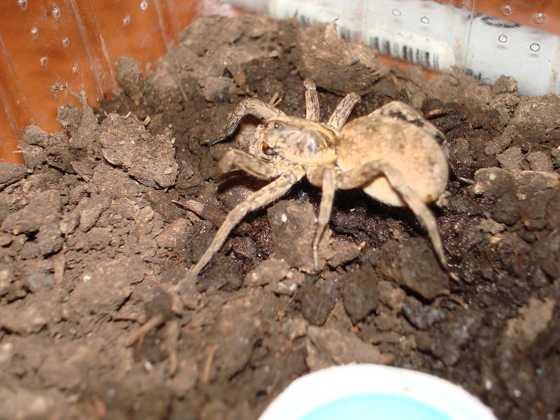 found in Oklahoma, OK brown or True Spider?