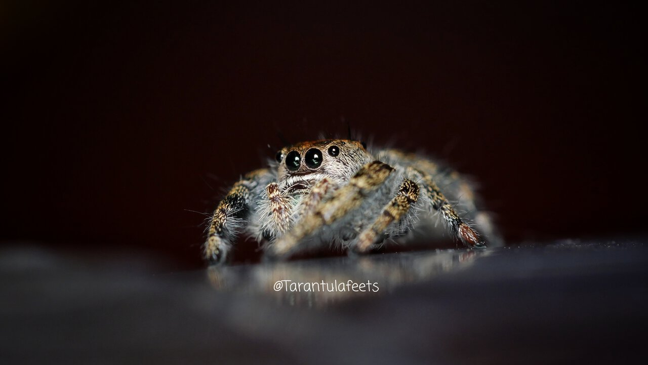 Found this guy in a pot of food