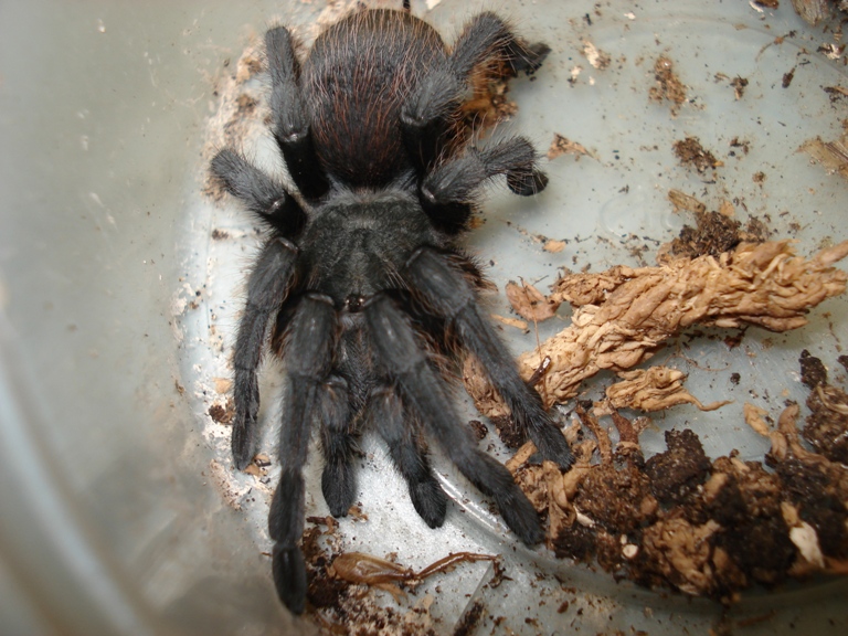 Franklin mtns,Texas.  ID?