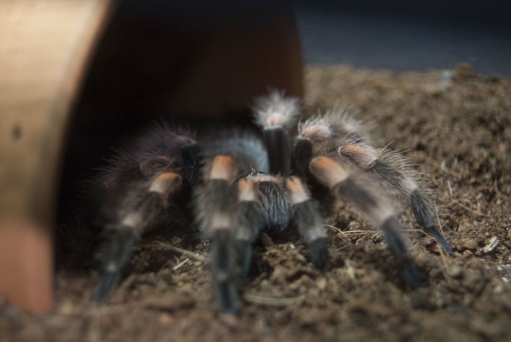 Fred (B.Smithi)