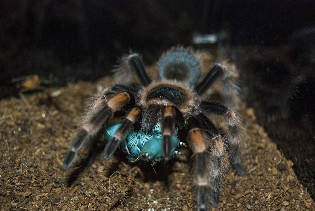 Freds first Hornwom! (B.Smithi)