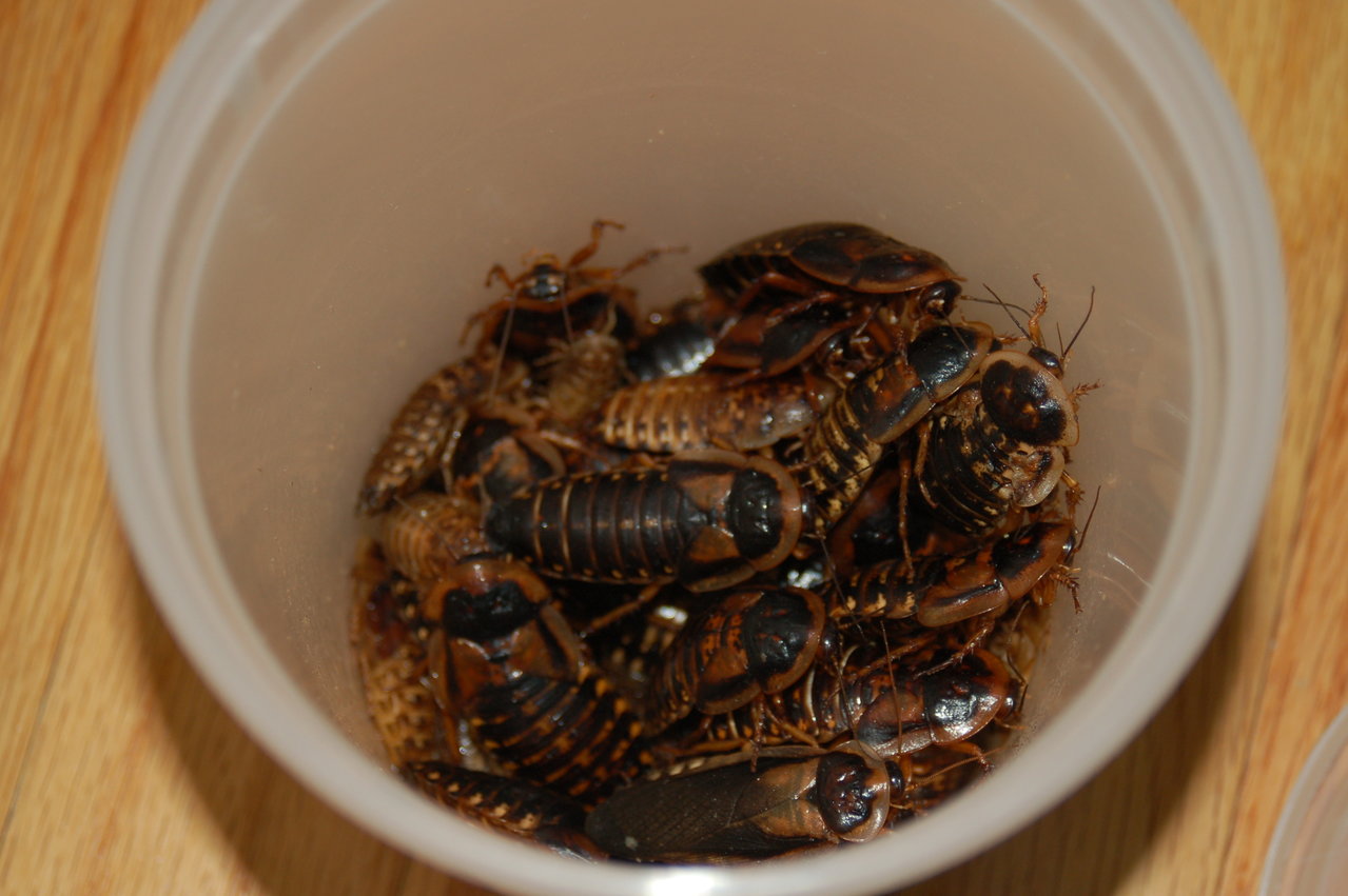 Free Dubias from a friend