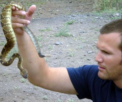 free-handling rattler (crotalus molossus)