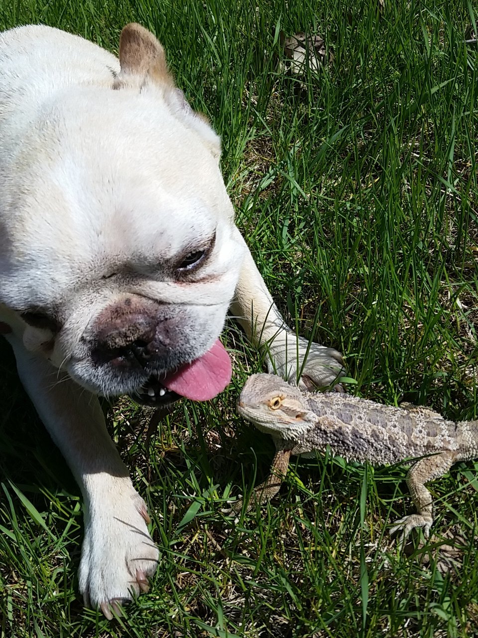 French Bulldog & Bearded Dragon