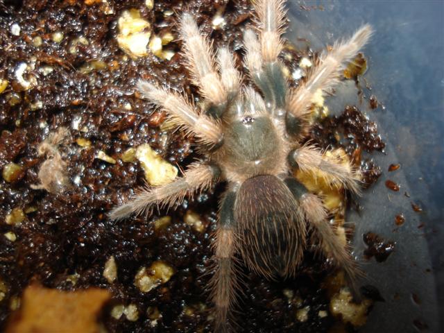 fresh molt b.smithi