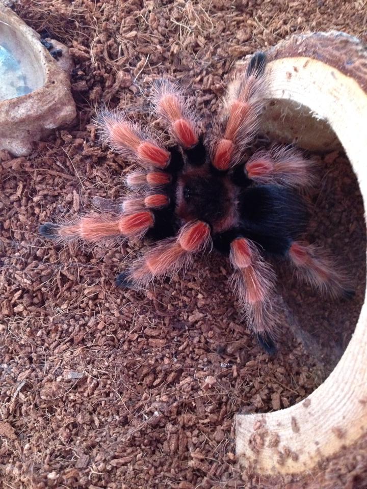 Fresh molt Brachypelma Boehmei