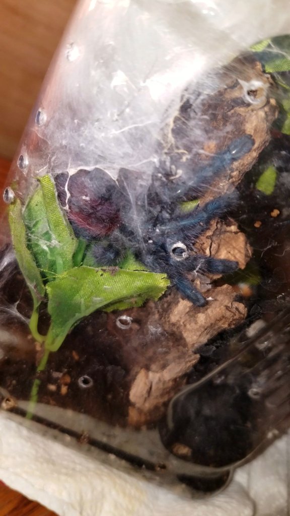 Fresh Molt C. Versicolor!