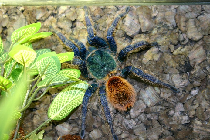 Fresh Molt Female